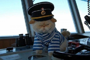 Teraz pasażerowie statku będą towarzyszyć kotom Teraz pasażerowie statku będą towarzyszyć kotom